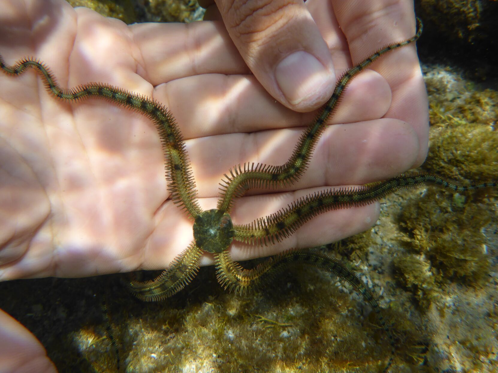 Night diving, Sea of Cortez, San Carlos